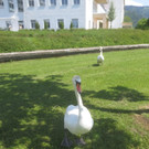 Schw__ne Seewiese 2013 _6__jpg-1371207628