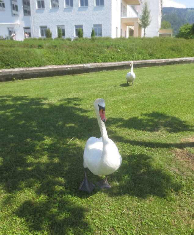 Schw__ne Seewiese 2013 _6__jpg-1371207628