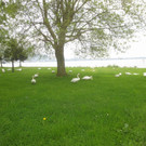 Schw__ne Seewiese 2013 _28__jpg-1371207726