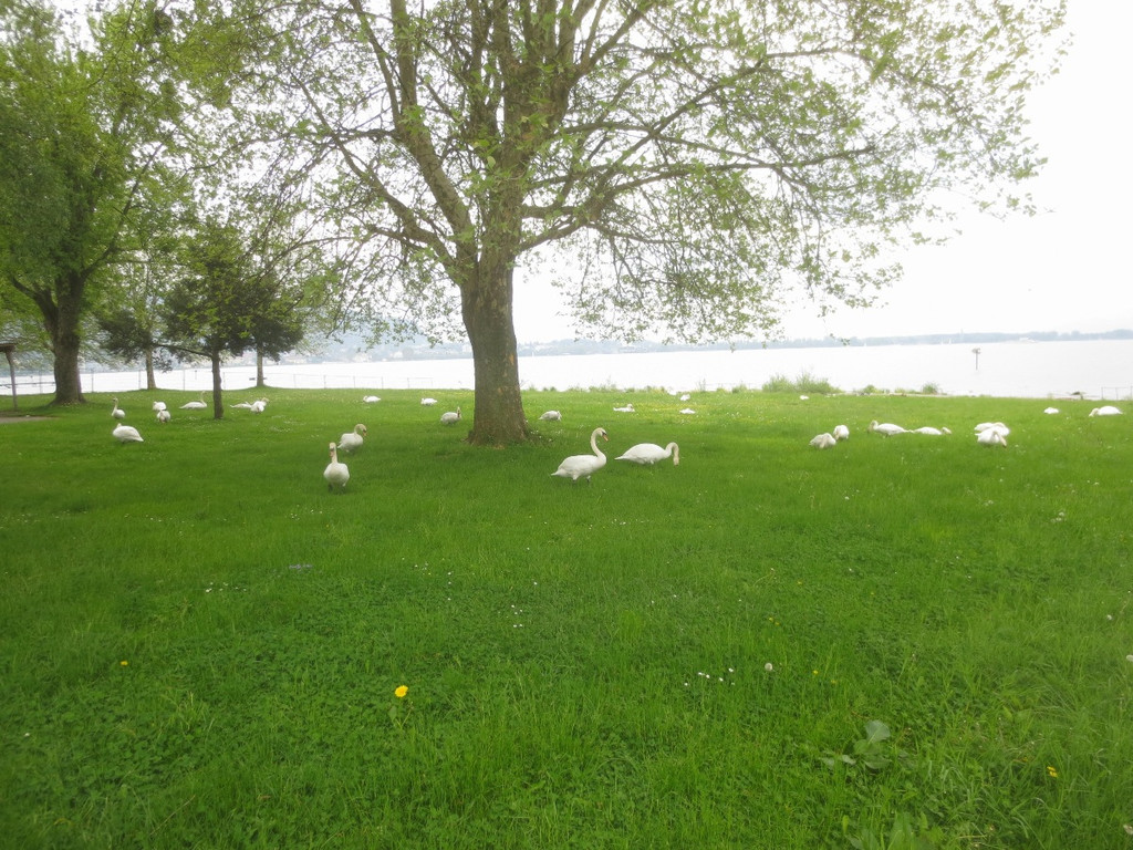 Schw__ne Seewiese 2013 _28__jpg-1371207726