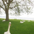 Schw__ne Seewiese 2013 _29__jpg-1371207731