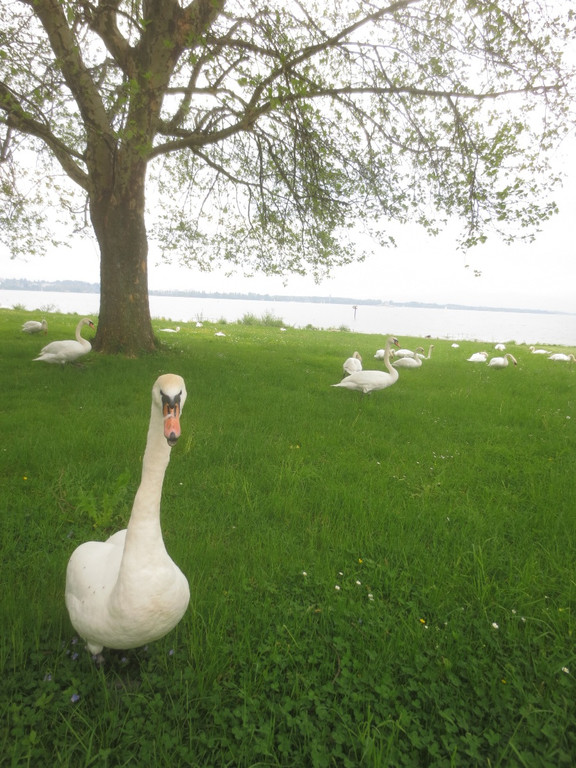 Schw__ne Seewiese 2013 _29__jpg-1371207731