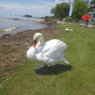 Schw__ne Seewiese 2013 _17__jpg-1371207680
