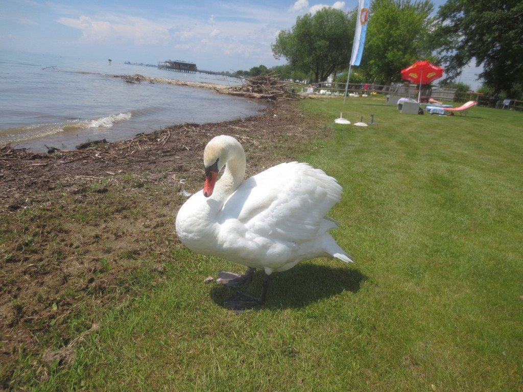 Schw__ne Seewiese 2013 _17__jpg-1371207680