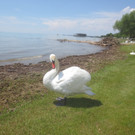 Schw__ne Seewiese 2013 _10__jpg-1371207649