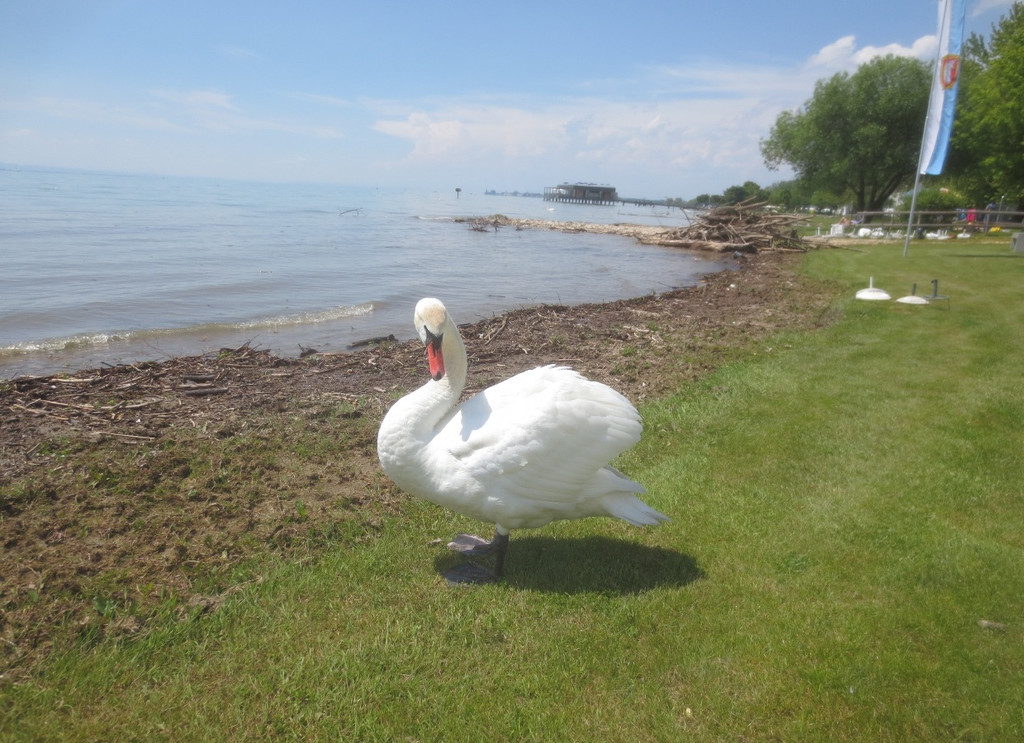 Schw__ne Seewiese 2013 _10__jpg-1371207649