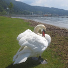 Schw__ne Seewiese 2013 _12__jpg-1371207658