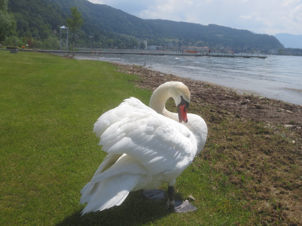 Schw__ne Seewiese 2013 _12__jpg-1371207658