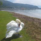 Schw__ne Seewiese 2013 _13__jpg-1371207662