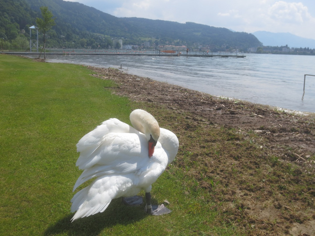 Schw__ne Seewiese 2013 _13__jpg-1371207662