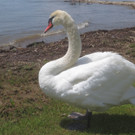 Schw__ne Seewiese 2013 _11__jpg-1371207653