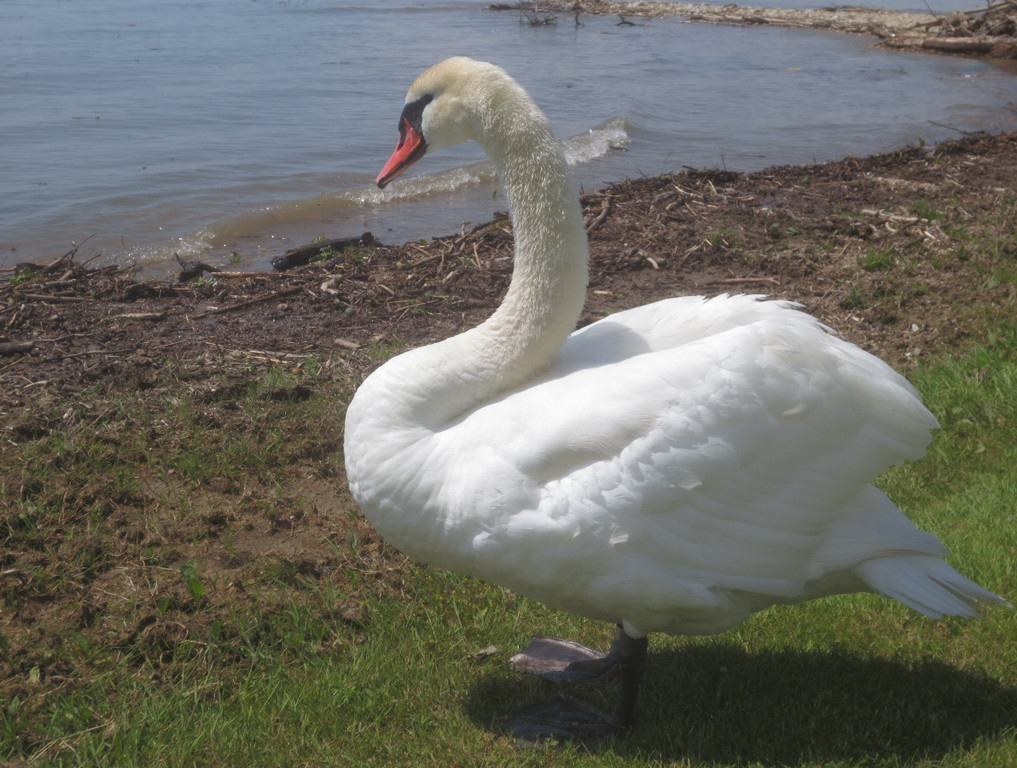 Schw__ne Seewiese 2013 _11__jpg-1371207653