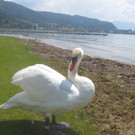 Schw__ne Seewiese 2013 _14__jpg-1371207666
