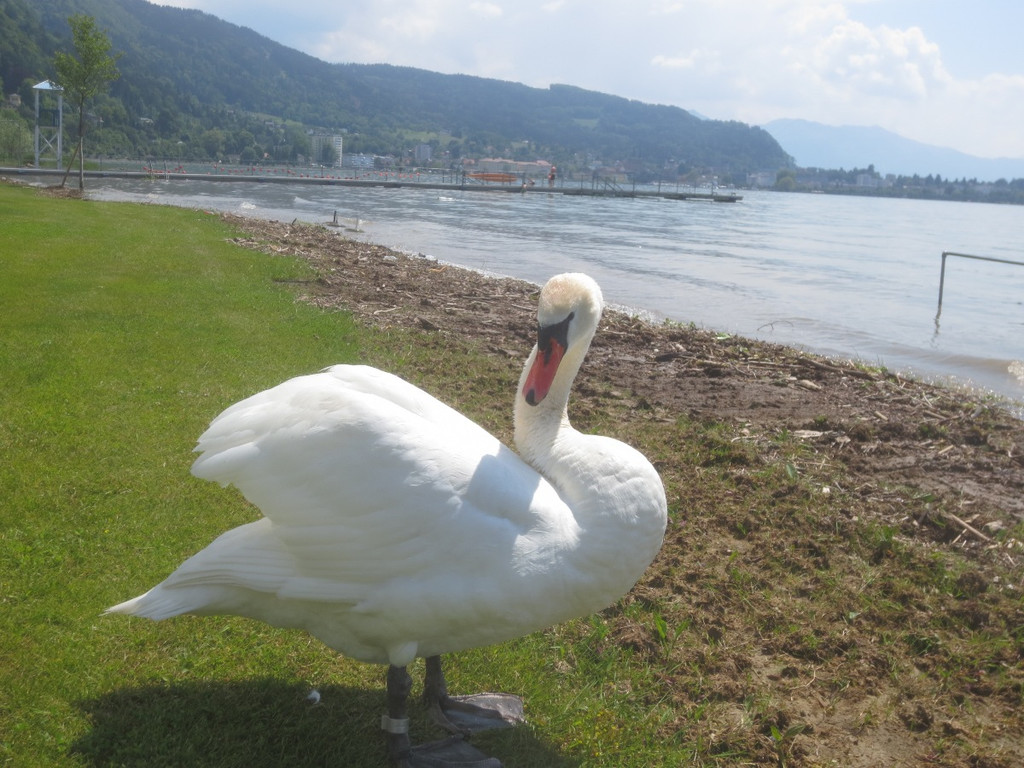 Schw__ne Seewiese 2013 _14__jpg-1371207666