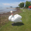 Schw__ne Seewiese 2013 _18__jpg-1371207685