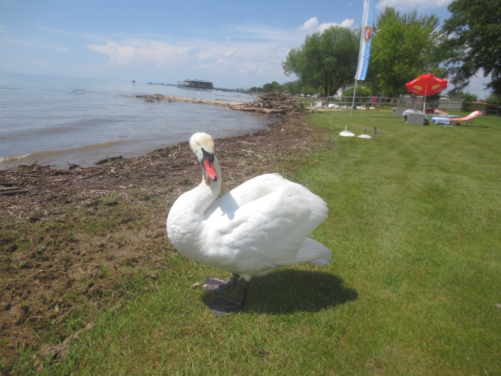 Schw__ne Seewiese 2013 _18__jpg-1371207685