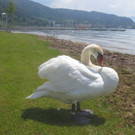 Schw__ne Seewiese 2013 _15__jpg-1371207671