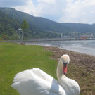 Schw__ne Seewiese 2013 _16__jpg-1371207675