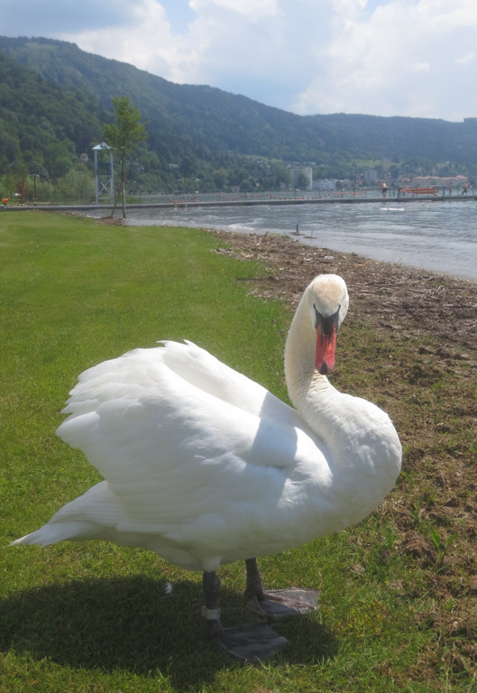 Schw__ne Seewiese 2013 _16__jpg-1371207675