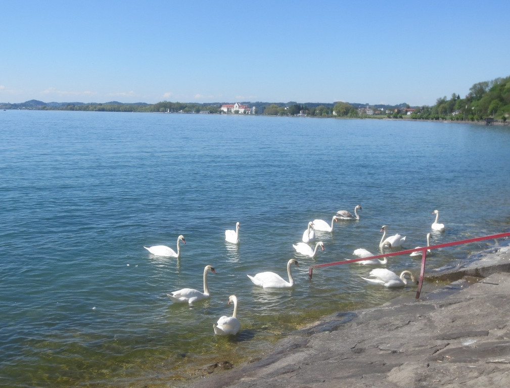 Schw__ne Seewiese 2013 _19__jpg-1371207689