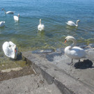 Schw__ne Seewiese 2013 _26__jpg-1371207716