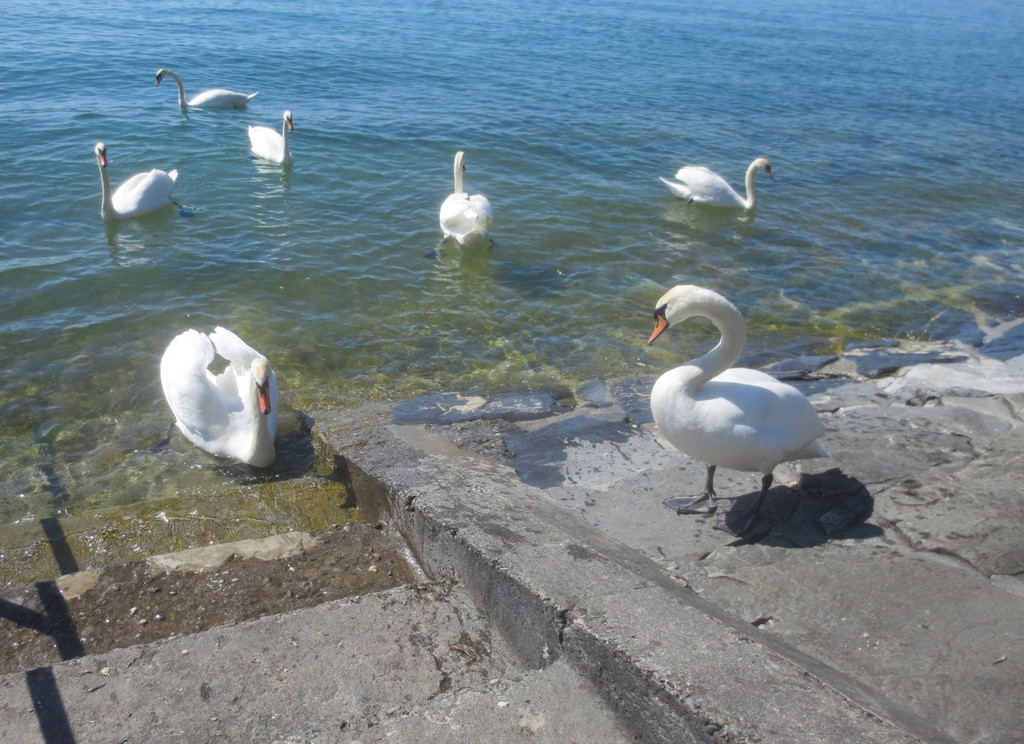 Schw__ne Seewiese 2013 _26__jpg-1371207716