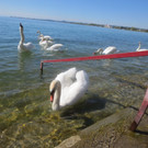 Schw__ne Seewiese 2013 _21__jpg-1371207696