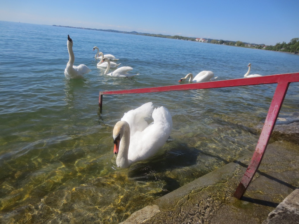 Schw__ne Seewiese 2013 _21__jpg-1371207696