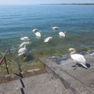Schw__ne Seewiese 2013 _25__jpg-1371207711