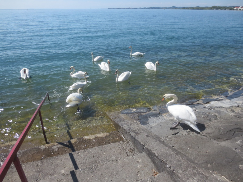 Schw__ne Seewiese 2013 _25__jpg-1371207711
