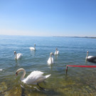 Schw__ne Seewiese 2013 _22__jpg-1371207700