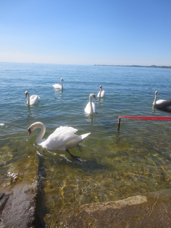 Schw__ne Seewiese 2013 _22__jpg-1371207700