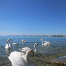 Schw__ne Seewiese 2013 _23__jpg-1371207703