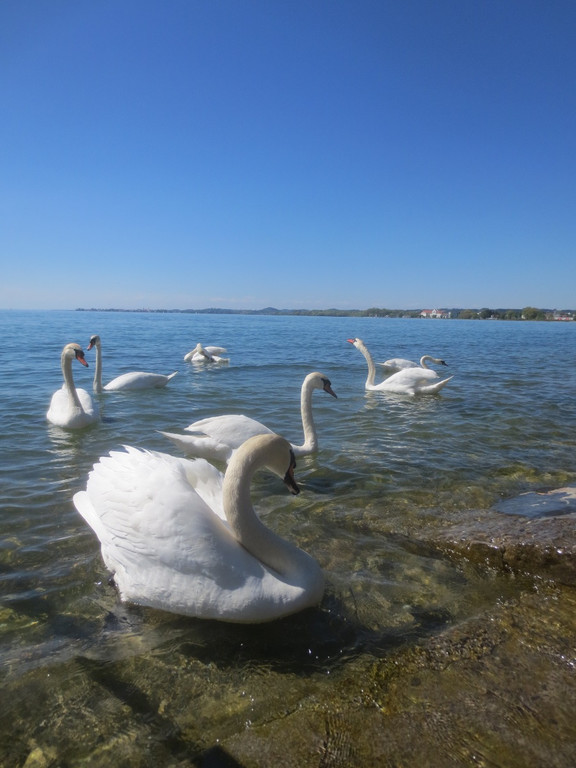 Schw__ne Seewiese 2013 _23__jpg-1371207703