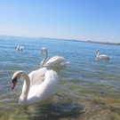 Schw__ne Seewiese 2013 _24__jpg-1371207706