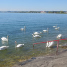 Schw__ne Seewiese 2013 _20__jpg-1371207692