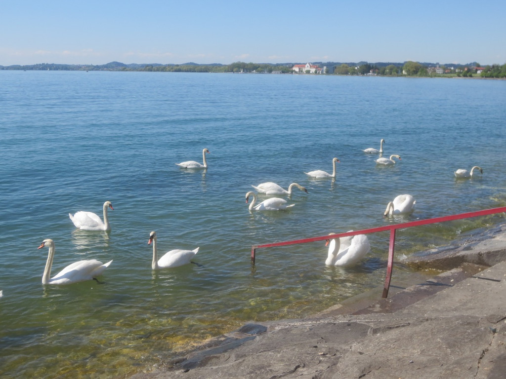 Schw__ne Seewiese 2013 _20__jpg-1371207692
