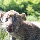 Die besten Tierbilder KW 24