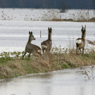 ABD0008-20130607.jpg