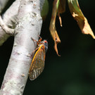ABD0005-20130610.jpg