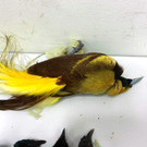 ABD0096-20130611.jpg