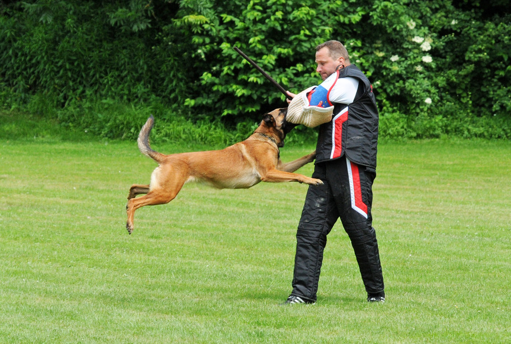 Hunde 09-06-13 74_jpg-1371224277