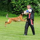 Schutzhunde im Einsatz