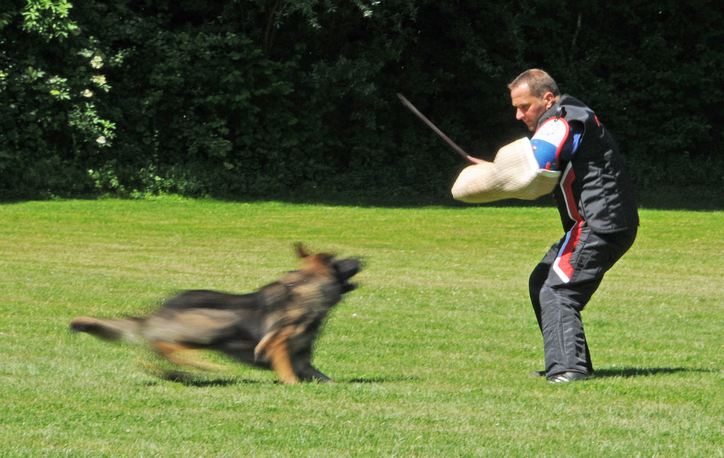 Hundesport 08-06-2013 23_jpg-1371224097
