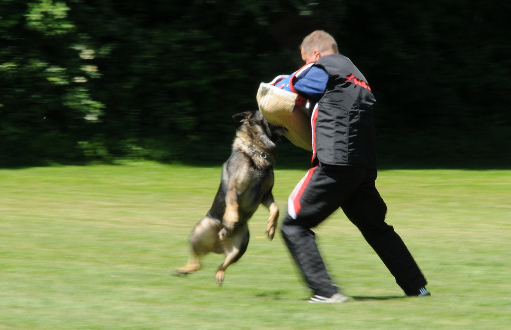 Hundesport 08-06-2013 29_jpg-1371224102