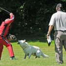 Hundesport 08-06-2013 41_jpg-1371224113