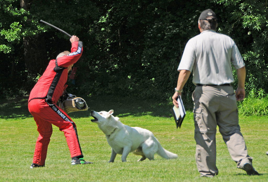 Hundesport 08-06-2013 41_jpg-1371224113