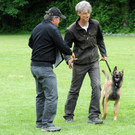 Hunde 09-06-13 6_jpg-1371224135
