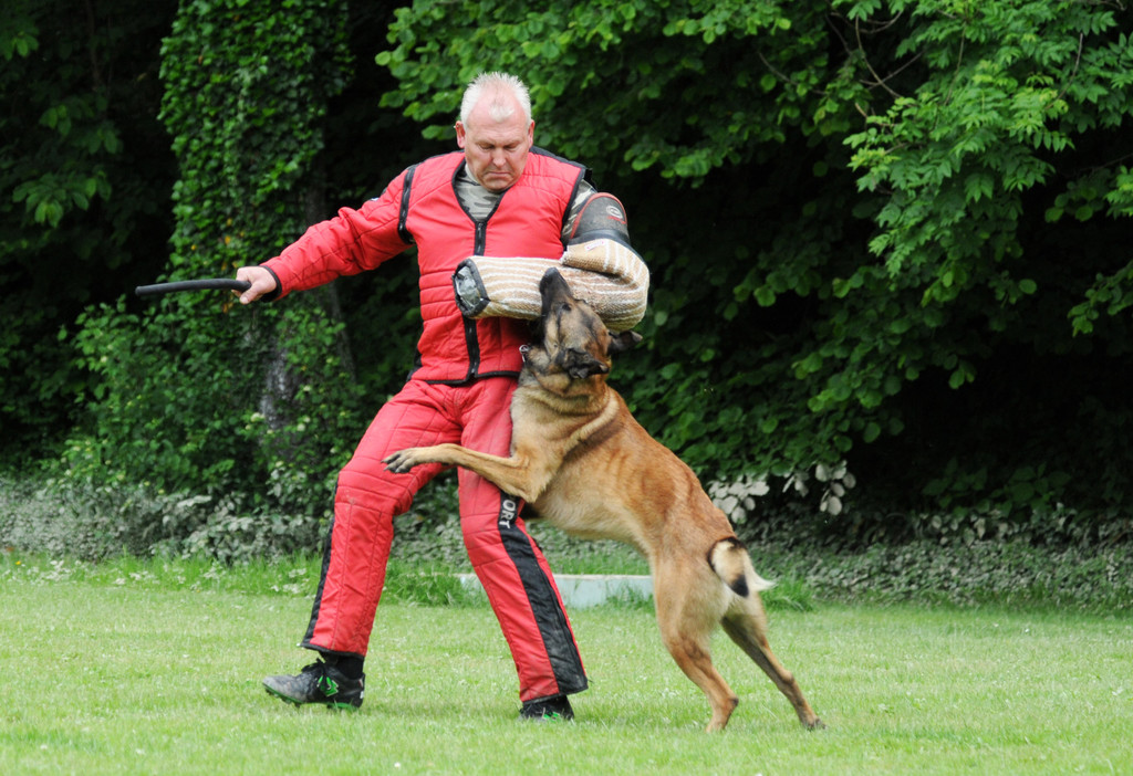 Hunde 09-06-13 9_jpg-1371224143