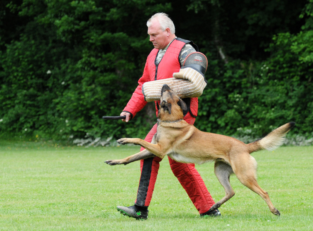Hunde 09-06-13 11_jpg-1371224151
